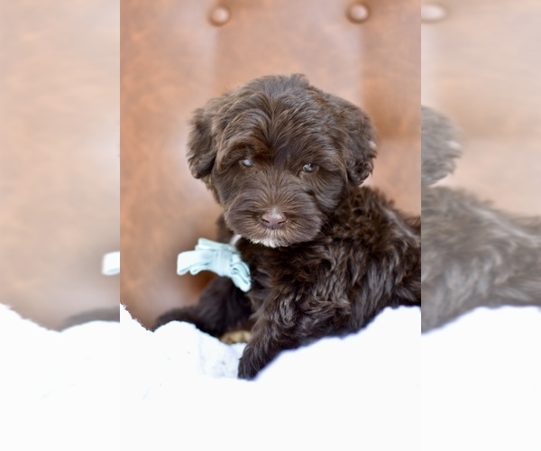 Medium Photo #2 Portuguese Water Dog Puppy For Sale in MILLERSBURG, OH, USA