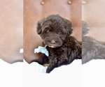 Small #1 Portuguese Water Dog