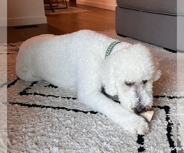 Medium Photo #1 Goldendoodle Puppy For Sale in COLORADO SPRINGS, CO, USA