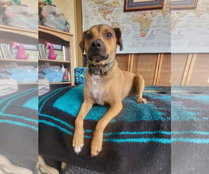 Beagle-Unknown Mix Dogs for adoption in Newport Beach, CA, USA