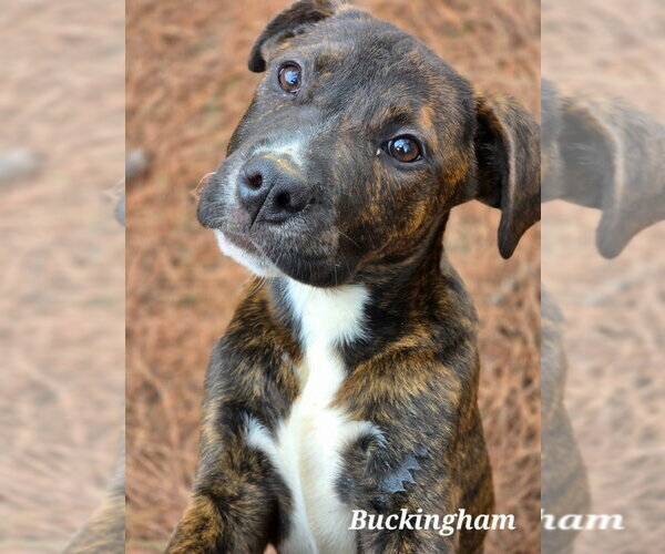Medium Photo #2 Boxer-Unknown Mix Puppy For Sale in Canton, CT, USA
