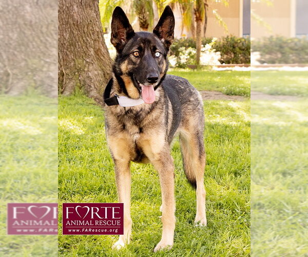 Medium Photo #5 Australian Shepherd-German Shepherd Dog Mix Puppy For Sale in Marina del Rey, CA, USA