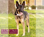 Small #4 Australian Shepherd-German Shepherd Dog Mix