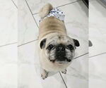 Small #2 Pug