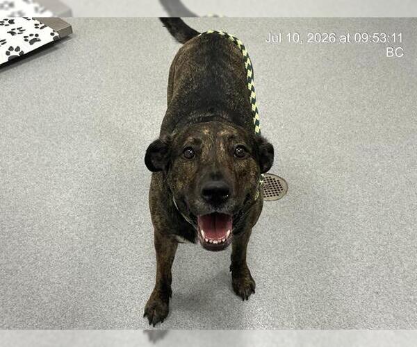 Medium Photo #1 American Pit Bull Terrier-Unknown Mix Puppy For Sale in Ocala, FL, USA