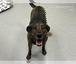 American Pit Bull Terrier-Unknown Mix Dogs for adoption in Ocala, FL, USA