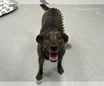 Small American Pit Bull Terrier Mix