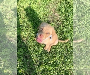 Labrador Retriever Puppy for sale in ADRIAN, MI, USA
