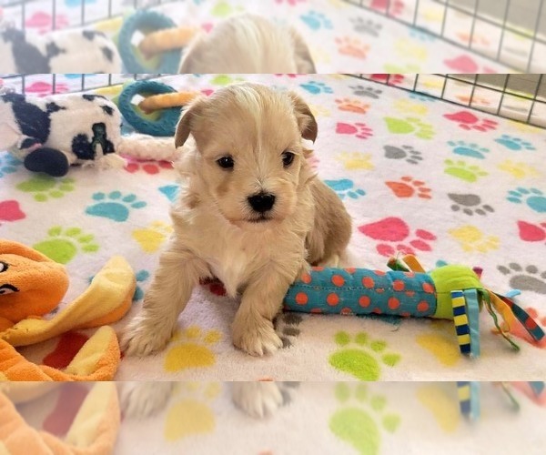 Medium Photo #10 Havanese Puppy For Sale in ORO VALLEY, AZ, USA