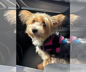 Pippi - Female Mutt Dog for Adoption - Photo #2