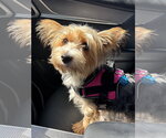Small Photo #2 Mutt Puppy For Sale in St. Louis Park, MN, USA