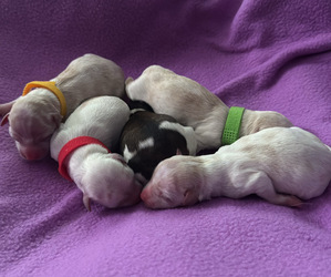 Maltese-Morkie Mix Litter for sale in PEORIA, IL, USA