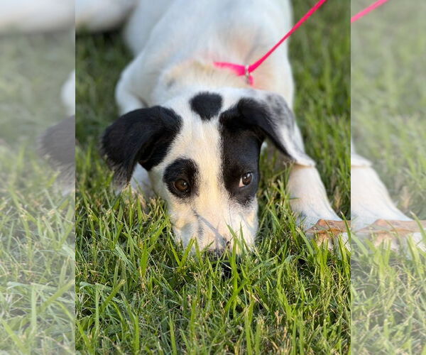 Medium Photo #2 Labrador Retriever-Unknown Mix Puppy For Sale in Rockaway, NJ, USA