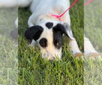 Small #1 Labrador Retriever Mix