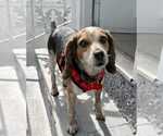 Small #9 Beagle