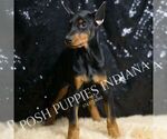 Small #5 Doberman Pinscher