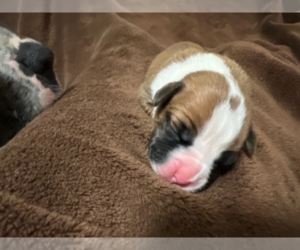 Medium Photo #20 Boxer Puppy For Sale in PONTOTOC, MS, USA