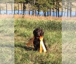 Small Photo #3 Boykin Spaniel Puppy For Sale in FLORENCE, SC, USA