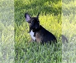 Small Photo #3 French Bulldog Puppy For Sale in AVON PARK, FL, USA
