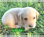 Puppy Yellow GC Labrador Retriever