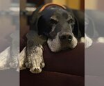 Small #6 Great Dane