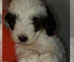 Small #8 Bernedoodle (Miniature)