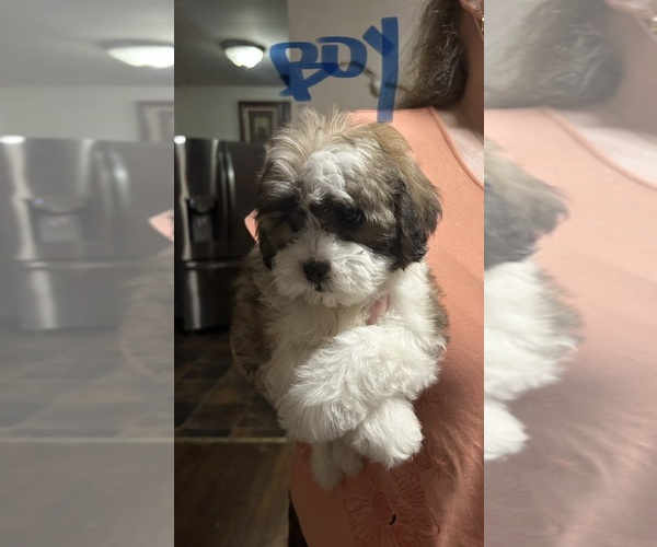 Medium Photo #1 ShihPoo Puppy For Sale in VIRGINIA BEACH, VA, USA