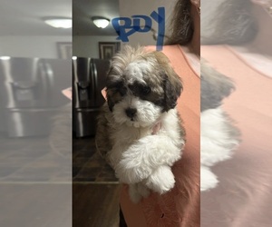 ShihPoo Puppy for sale in VIRGINIA BEACH, VA, USA