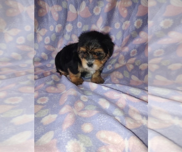 Medium Photo #5 Morkie Puppy For Sale in LAPEER, MI, USA