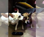 Small #1 Chihuahua