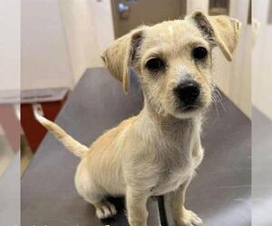 Mutt Dogs for adoption in San Martin, CA, USA