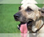 Small #4 Anatolian Shepherd Mix