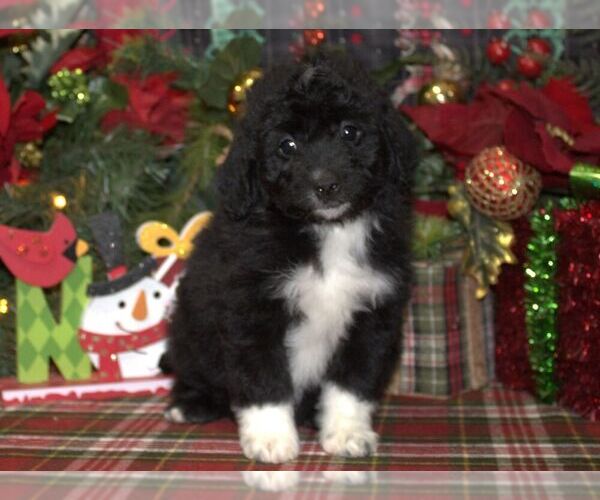 Medium Photo #1 Aussiedoodle Miniature  Puppy For Sale in HUTCHINSON, KS, USA