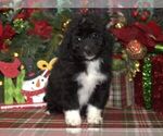 Small Photo #1 Aussiedoodle Miniature  Puppy For Sale in HUTCHINSON, KS, USA