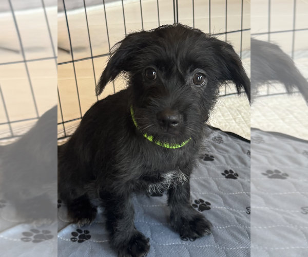 Medium Photo #3 Havanese-Unknown Mix Puppy For Sale in Newport Beach, CA, USA