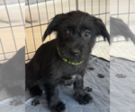 Small #2 Havanese Mix