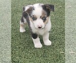 Puppy 4 Aussie-Corgi