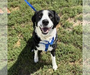 Borador Dogs for adoption in Boston, MA, USA
