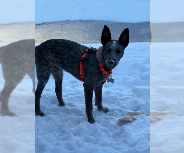 Medium Photo #3 Mutt Puppy For Sale in Garden City, NY, USA