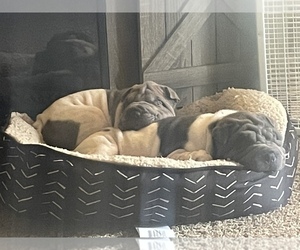 Chinese Shar-Pei Dogs for adoption in CANTON, OH, USA