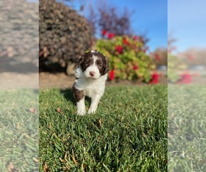 Aussiedoodle Puppy for sale in CLOVIS, CA, USA