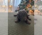 Small Photo #4 Goldendoodle Puppy For Sale in CIBOLO, TX, USA