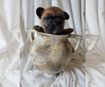 Small Photo #5 French Bulldog Puppy For Sale in BILOXI, MS, USA
