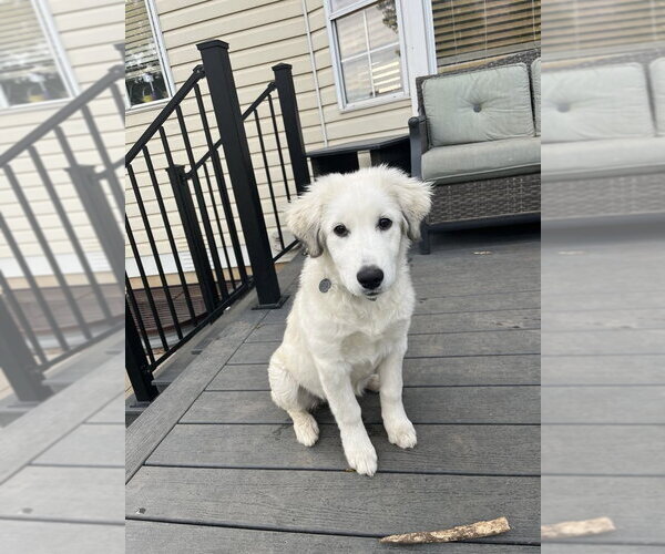Medium Photo #5 Maremma Sheepdog Puppy For Sale in Bountiful, UT, USA
