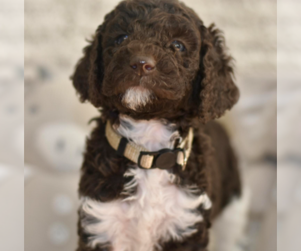 Medium Photo #1 Labradoodle mix (+ Poodle Standard) Puppy For Sale in CHULA VISTA, CA, USA