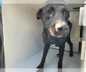 Labrador Retriever Dogs for adoption in Houston, TX, USA