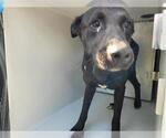 Small Labrador Retriever