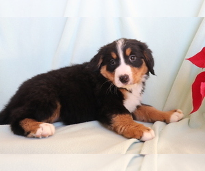 Bernese Mountain Dog Puppy for sale in SHILOH, OH, USA