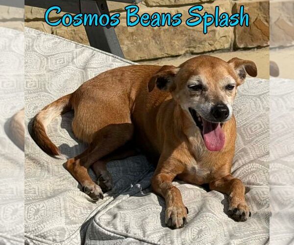 Medium Photo #8 Chiweenie Puppy For Sale in San Antonio, TX, USA