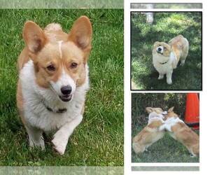 Pembroke Welsh Corgi Puppy for sale in GOLDENDALE, WA, USA
